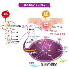 痛みやしびれの本当の原因