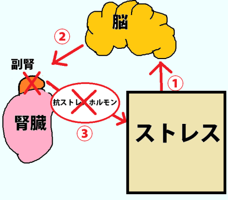 副腎疲労について