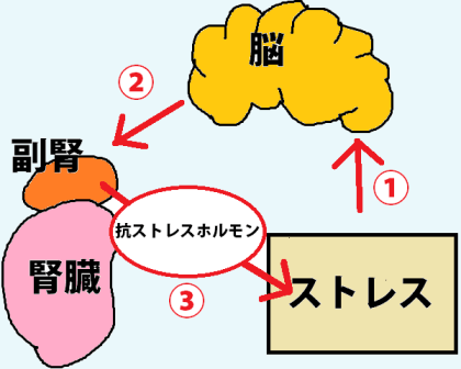 副腎疲労について